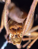 CollectionObject 1516501; ead523d2-5672-4346-b9ac-d96dd1b0f068: male cerci (paratype). (CollectionObject).