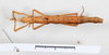 CollectionObject 1562356; 4b82c816-3f05-469d-8cb1-aafbbc1e4fde: copyright MHNG, Geneva. female, dorsal view (paralectotype). (CollectionObject).;CollectionObject 1562357; bac9dc62-8e3d-4a20-bba3-d273f37420b0: copyright MHNG, Geneva. female, dorsal view (paralectotype). (CollectionObject).