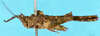 CollectionObject 1505057; 6057451a-b069-4f50-b625-1119b7a15d2f: female, lateral view (syntype). (CollectionObject).