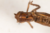 CollectionObject 1537339; 61d365f1-11bd-44b2-ab9d-920770231826: male, dorsal view (syntype #2). (CollectionObject).
