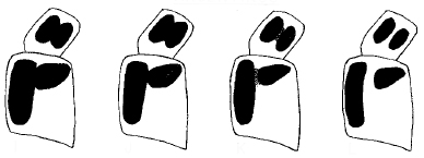 Fig. 18 I-L. first two segments of left antenna, ventral surface (most common stages in middle). Depicts Oecanthus argentinus Saussure, 1874, an Otu.