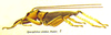 Spizaphilus alatus (Butler, 1880): Pl. 1, Fig. 1. macrognathous male. (Otu).