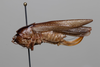 CollectionObject 2211783; 4013b2eb-2d0e-4026-9b85-aa78ac6f08d7, INPA-ORT 000171: Female, lateral habitus. (CollectionObject).
