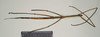 CollectionObject 1563754; 23259d23-2580-4540-a8c7-af5aabbce347: copyright MIZ. female, ventral view (paralectotype). (CollectionObject).