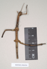 CollectionObject 1557854; NHMUK(SF IMPORT DUPLICATE) 844926, 4b6d9ebd-7239-463f-b7aa-0c734b937214: copyright Natural HIstory Museum, London. female juv. of synonym Cladomorphus dilatipes (holotype). (CollectionObject).