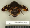 CollectionObject 1573093; c1671df1-4e64-4d4c-b691-1d9b5e1bbdef: Copyright Natural History Museum, London. Non-type (adult female) in BM(NH). Dorsal view. (CollectionObject).