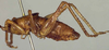 CollectionObject 1502149; 86f71904-2300-40d8-9a46-0ae9ce868b3f: male, lateral view (syntype of Anthracites kilimandjaricus). (CollectionObject).