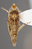 Habitus, dorsal view: !! display not done !! on Scaphytopius n. sp. PE4: Scaphytopius Ball, 1931: (Observation).