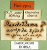 CollectionObject 1502153; b2009307-bb08-4891-93c3-1510fcd7fb17: labels (paralectotype). (CollectionObject).