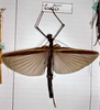 CollectionObject 1558656; b2d0096b-59ef-4148-9d45-0d4d11bff558: copyright MHNG Geneva. female (holotype). (CollectionObject).