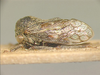 Parayasa Distant, 1916: _Parayasa typica_. (Otu).