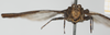 CollectionObject 1518021; 81beea2e-b894-4927-97b0-272bb968ff41, NHMUK010924491: male (syntype), frontal view. (CollectionObject).