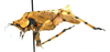 CollectionObject 1581945; 7069f65b-ed43-47e6-b5f6-f9129a9ad05e: male, lateral view. (CollectionObject).