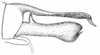 Macroteratura (Macroteratura) megafurcula (Tinkham, 1944): Fig. 157 g (after holotype). male genitalia, lateral view. (Otu).