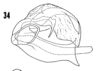 Aedeagus, lateral view: !! display not done !! on Bothriocera transversa Caldwell, 1943: (Observation).