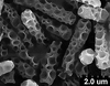 Brochosomes on Cuerna arida Oman & Beamer, 1944: CR175 | U.S.A., Arizona, Sta. Rita Mts. | 7/10/1950 | KSEM. (Observation).
