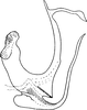 Aedeagus, lateral view on Empoascanara (Empoascanara) singhi Dworakowska, 1980: Aedeagus, lateral view. (Observation).