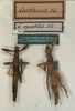 CollectionObject 1559305; NMW 841, 1547fb92-9508-4482-9bae-e3920c864aec: copyright NMW, Vienna. female Leosthenes aquatilis (holotype - on left). (CollectionObject).