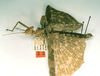 CollectionObject 1559594; f712c7b5-53a2-4254-92e0-6c51d7b26f74: copyright RMNH, Leiden. female, lateral view of Loxopsis conocephala (holotype). (CollectionObject).