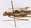 CollectionObject 1562153; d62f7024-ccfe-4f83-b2df-45069f6c7e4c: copyright ZMHB, Berlin. male: head & thorax, lateral view (holotype). (CollectionObject).