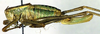 CollectionObject 1502236; 7a7beb02-5b51-4308-ae24-ff49cc10cf30: female, lateral view (paratype of Poecilimon albanicus). (CollectionObject).
