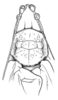 Fig. 2 B. male head and pronotum, dorsal view (pronotum length 5.5 mm). Depicts Tomias (Semiophygas) gerriesmithae Naskrecki, 2008, an Otu.