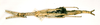 CollectionObject 1562325; e69c0da7-c03e-408e-84c2-593acfb93ae7: copyright NHRS, Stockholm. female (holotype). (CollectionObject).
