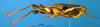 CollectionObject 1521404; 345bb1b9-dfaa-442b-9a08-1662e7382539: male, lateral view (holotype). (CollectionObject).