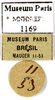 CollectionObject 1587236; MNHN(SF IMPORT DUPLICATE) MNHN-EP-EP1169, bd8eda62-483c-4592-bcb5-293914ce7f02: CC BY-NC-ND 4.0/MNHN - Depraetere Marion - 2014. Non type, female. Specimen number: MNHN-EP-EP1169. http://coldb.mnhn.fr/catalognumber/mnhn/ep/ep1169. (CollectionObject).