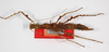 CollectionObject 1560187; bbf0eec0-df23-4504-bde4-086d82f5abdd: copyright ZMB, Berlin. female (holotype). (CollectionObject).