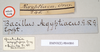 CollectionObject 1557890; NHMUK(SF IMPORT DUPLICATE) 844866, 01a0d8e3-1fc1-43a5-9908-4075d3d89a69: copyright Natural History Museum, London. male, data labels of Bacteria aegyptiaca (holotype). (CollectionObject).