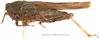 CollectionObject 1477253; 09c6a3b7-6d3b-436d-a23a-fcb3ed005eac: female, lateral view (holotype). (CollectionObject).