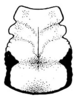 Pl. XIX, Fig. 5 (after type). male pronotum, dorsal view (Stilpnochlora corrugata). Depicts Stilpnochlora incisa Brunner von Wattenwyl, 1878, an Otu.