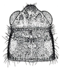 Fig. 2 (specimen from Ohio). micropterous male, head and pronotum, dorsal view. Depicts Allonemobius allardi (Alexander & Thomas, 1959), an Otu.