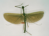CollectionObject 1560727; 75324605-1e29-40b7-9218-bbda56b65ddd: copyright RMNH, Leiden. male of Phasma (Necroscia) acanthocephalum (holotype). (CollectionObject).