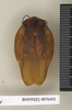 CollectionObject 1573115; b0cafb94-544a-4216-980f-e5d6a3b33cab: Copyright Natural History Museum, London. Non-type (adult male) in BM(NH). Dorsal view. (CollectionObject).
