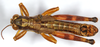 CollectionObject 1499598; e0a6b0d3-7423-444a-90af-f405db0d0b59: male, dorsal view. (CollectionObject).