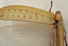 CollectionObject 1534737; 8fbba751-1bf9-4070-826f-8041bb01864b: female, dorsal view (syntype). (CollectionObject).