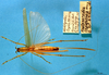 CollectionObject 1520481; 86885292-4e08-4a1b-9068-b02b76089abe: female Habitus dorsal view. (CollectionObject).