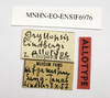 CollectionObject 1588075; 48909079-920a-4434-8b08-d5a5f747d00a, MNHN-EO-ENSIF6976: labels (allotype). (CollectionObject).