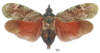 Habitus, dorsal view: !! display not done !! on Enchophora recurva (Olivier, 1792): (Observation).