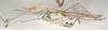 CollectionObject 1559635; 25dee358-f54f-42b4-9a3e-4094dbc8bfa4: copyright OUMNH. Bacillus gramineus male, lateral view (holotype). (CollectionObject).