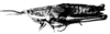 Cawendia glabrata Karsch, 1888: Fig. 10 B. female, lateral view (compared with type). (Otu).