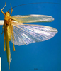 CollectionObject 1500512; a5ab3fed-2e5d-4c43-a101-6c0919bca04b, DORSA BTcatgutHTM: male, dorsal view (holotype). (CollectionObject).
