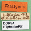 CollectionObject 1502735; 66324866-bac3-4cbd-b0a2-5c9b8d13cec4: labels (paratype). (CollectionObject).