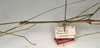 CollectionObject 1560715; NMW 684, 3e5776c1-f835-4289-a67c-823a976ec3ad: copyright NMW, Vienna. male: head and thorax, lateral view (lectotype). (CollectionObject).