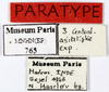 CollectionObject 1587494; MNHN(SF IMPORT DUPLICATE) MNHN-EP-EP765, f75e0d40-f7c6-4411-9b9a-9ef0ca7a2412: CC BY-NC-ND 4.0/MNHN - Depraetere Marion - 2014. Paratype, male, of regularis Grandcolas, 1993. Specimen number: MNHN-EP-EP765. http://coldb.mnhn.fr/catalognumber/mnhn/ep/ep765. (CollectionObject).