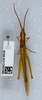 CollectionObject 1579000; 7fc2c032-997c-4a37-8363-be5cef78db79: male, dorsal view. (CollectionObject).