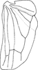 Hind wing on Eurhadina (Singhardina) rubrivittata Chiang, Hsu & Knight, 1989: Hind wing. (Observation).