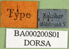 CollectionObject 1501218; 5771afc0-fc59-4e93-84a5-2a01b8b0f463: labels (lectotype). (CollectionObject).